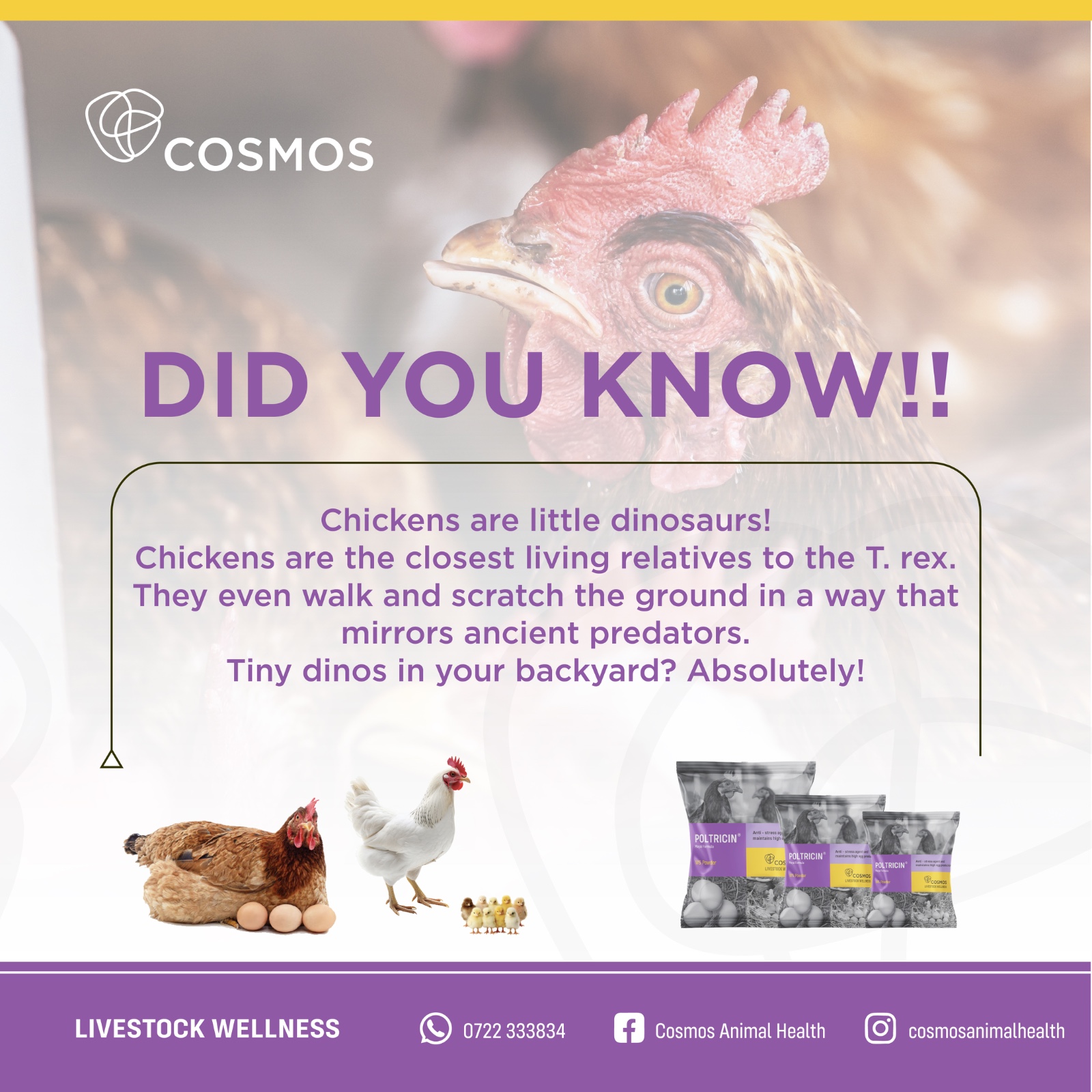 JINSI YA KUJENGA NYUMBA WA KUKU