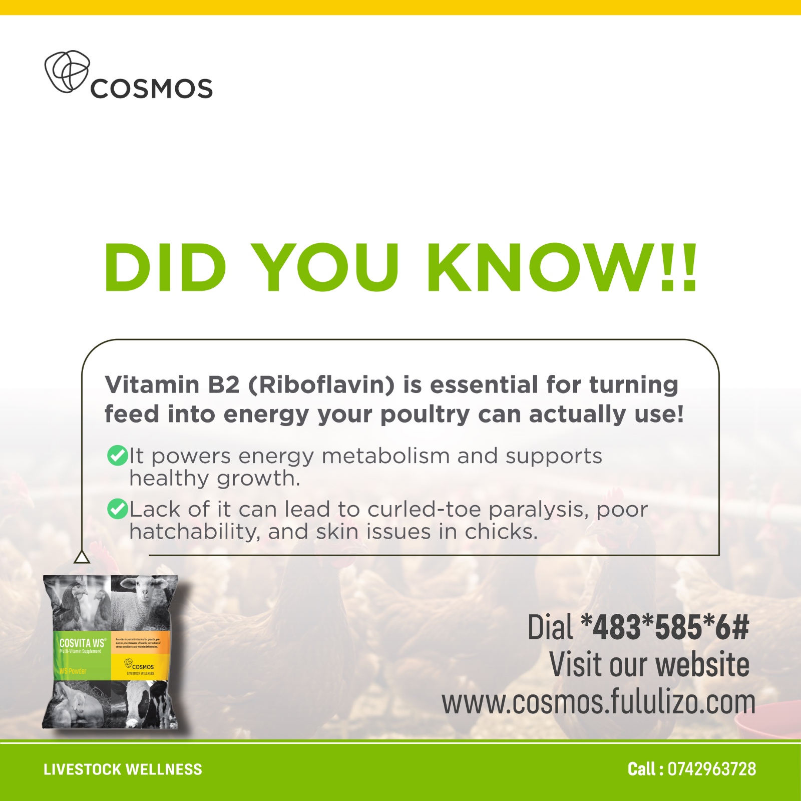 KUKU WA MAYAI (LAYERS)