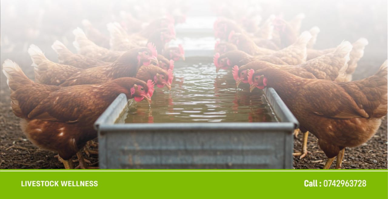 IMPROVED KIENYEJI CHICKEN