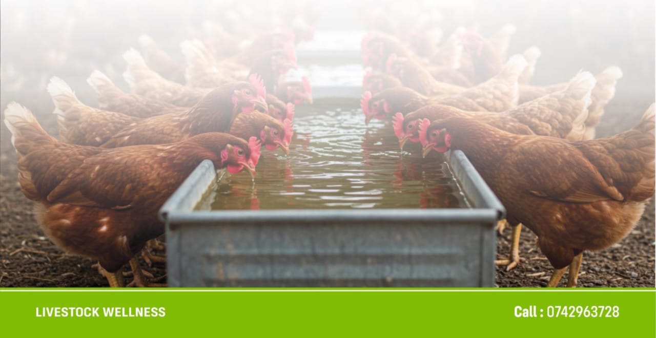 MFUMO WA ALL-IN ALL-OUT