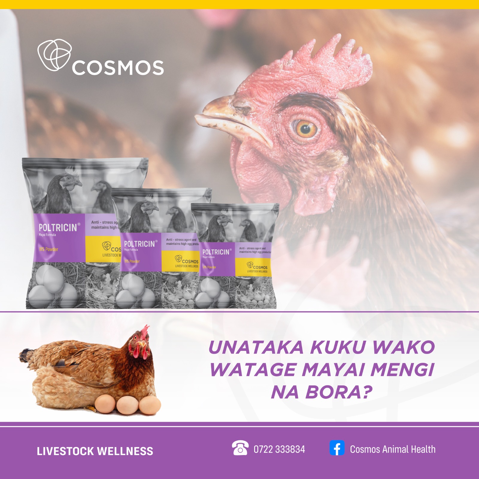 BROODING KWA MAFANIKIO