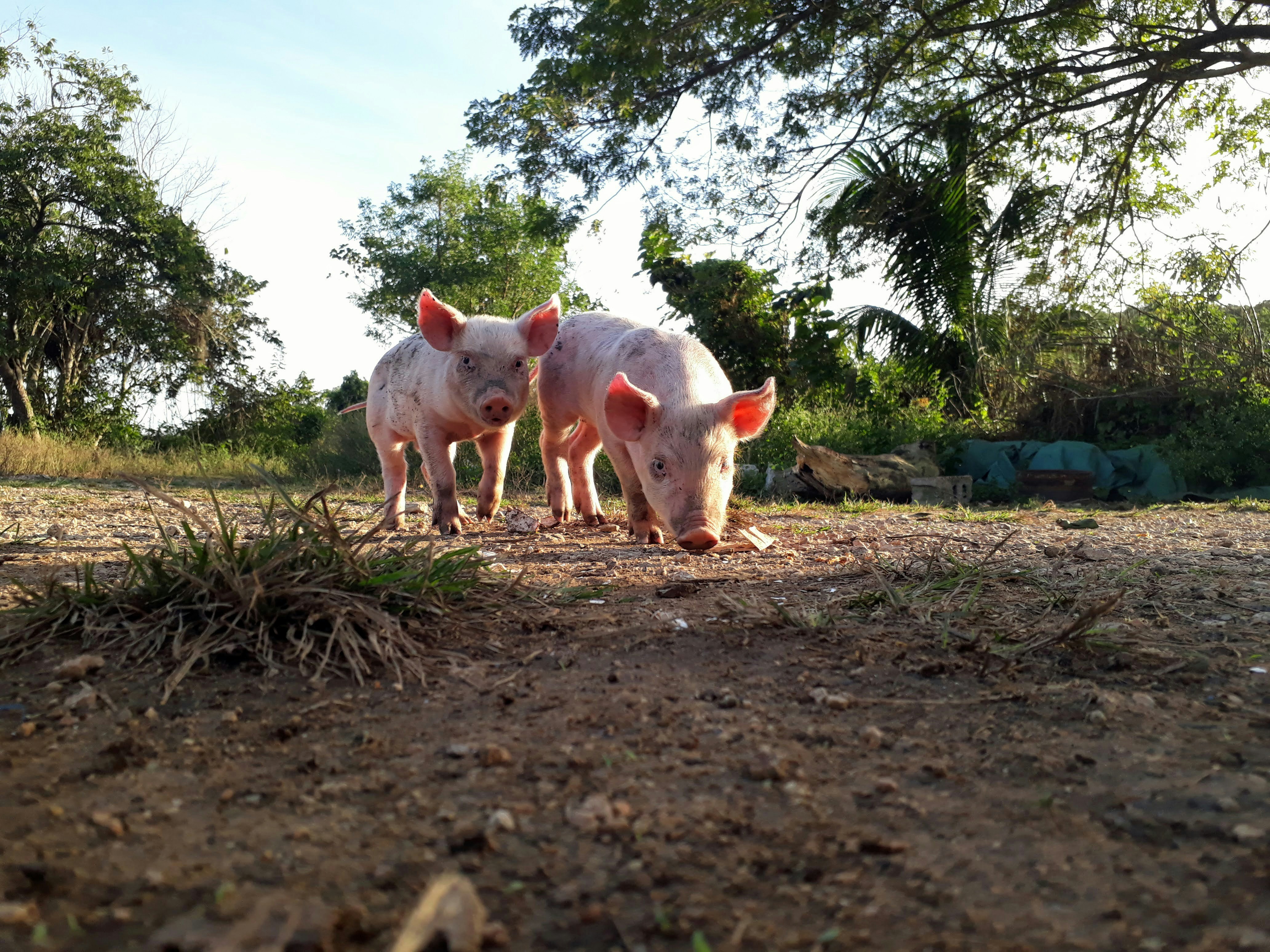 JINSI YA KUANDAA WATOTO WA NGURUWE - PIGLET FARMING