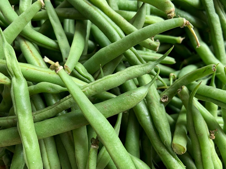 FRENCH BEANS FARMING