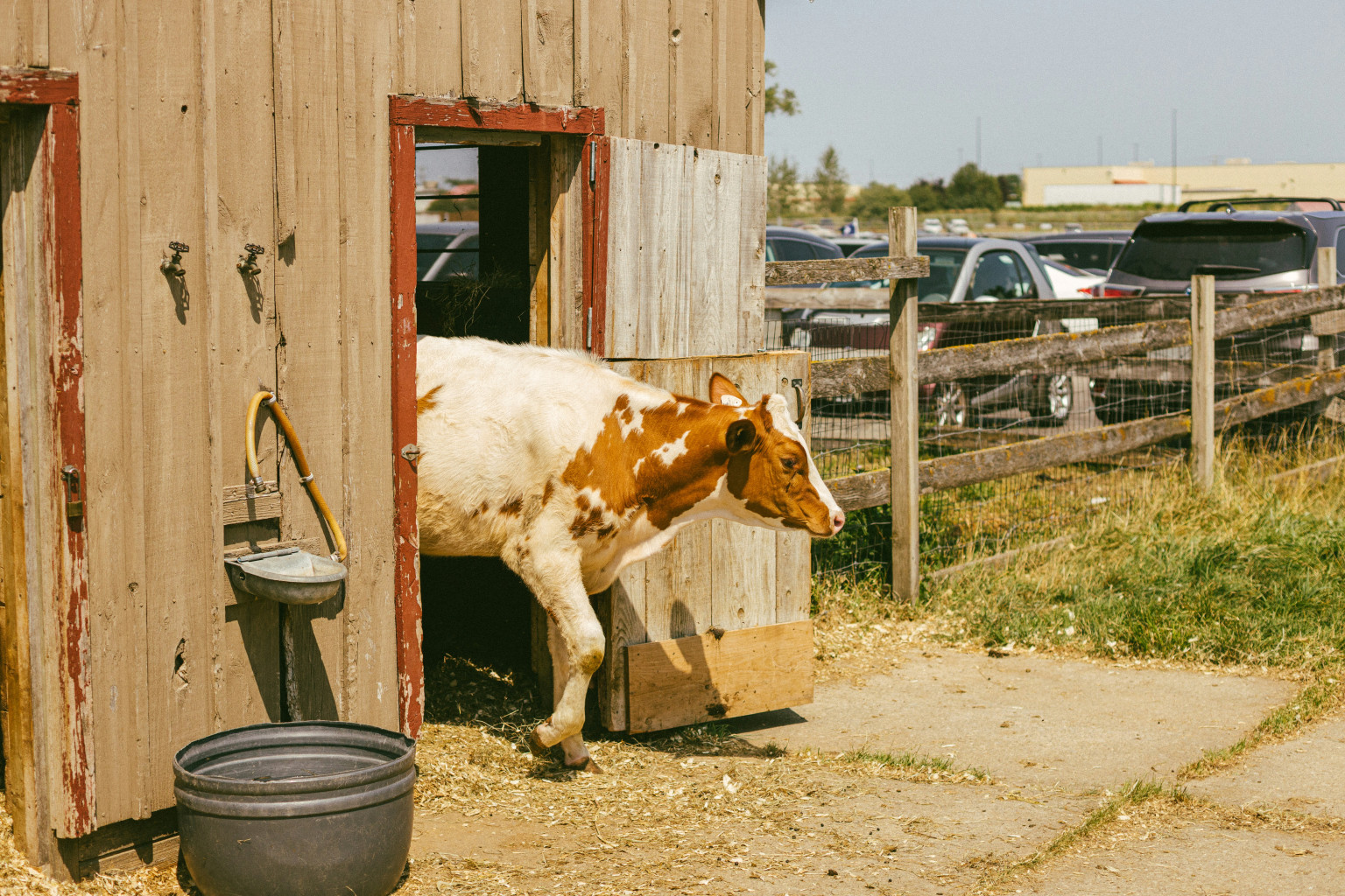 COW HOUSING AND COW COMF...