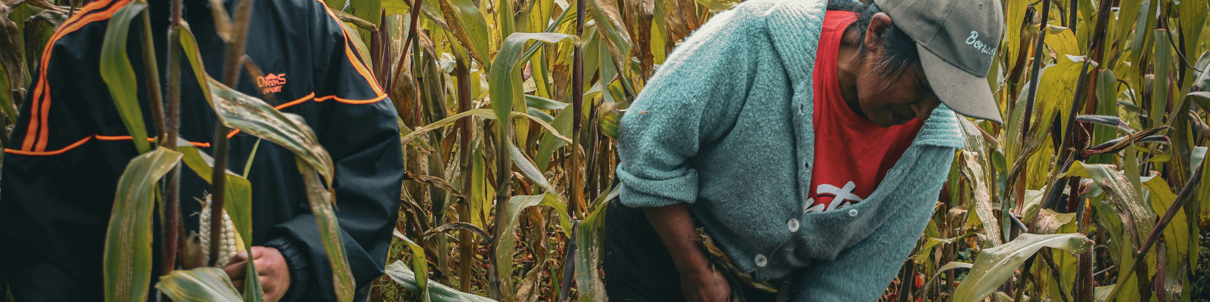 BRIEF - NATIONAL POLICY BRIEF (KENYA'S ENERGY CROPS SECTOR)