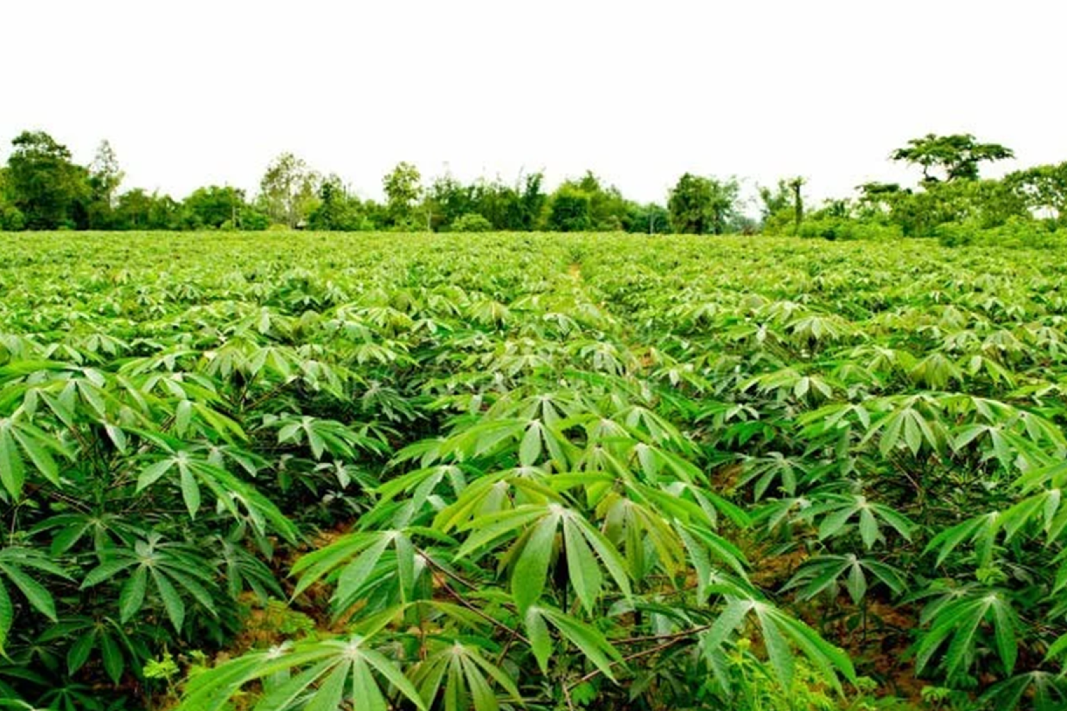 PROTECTING YOUR CROPS