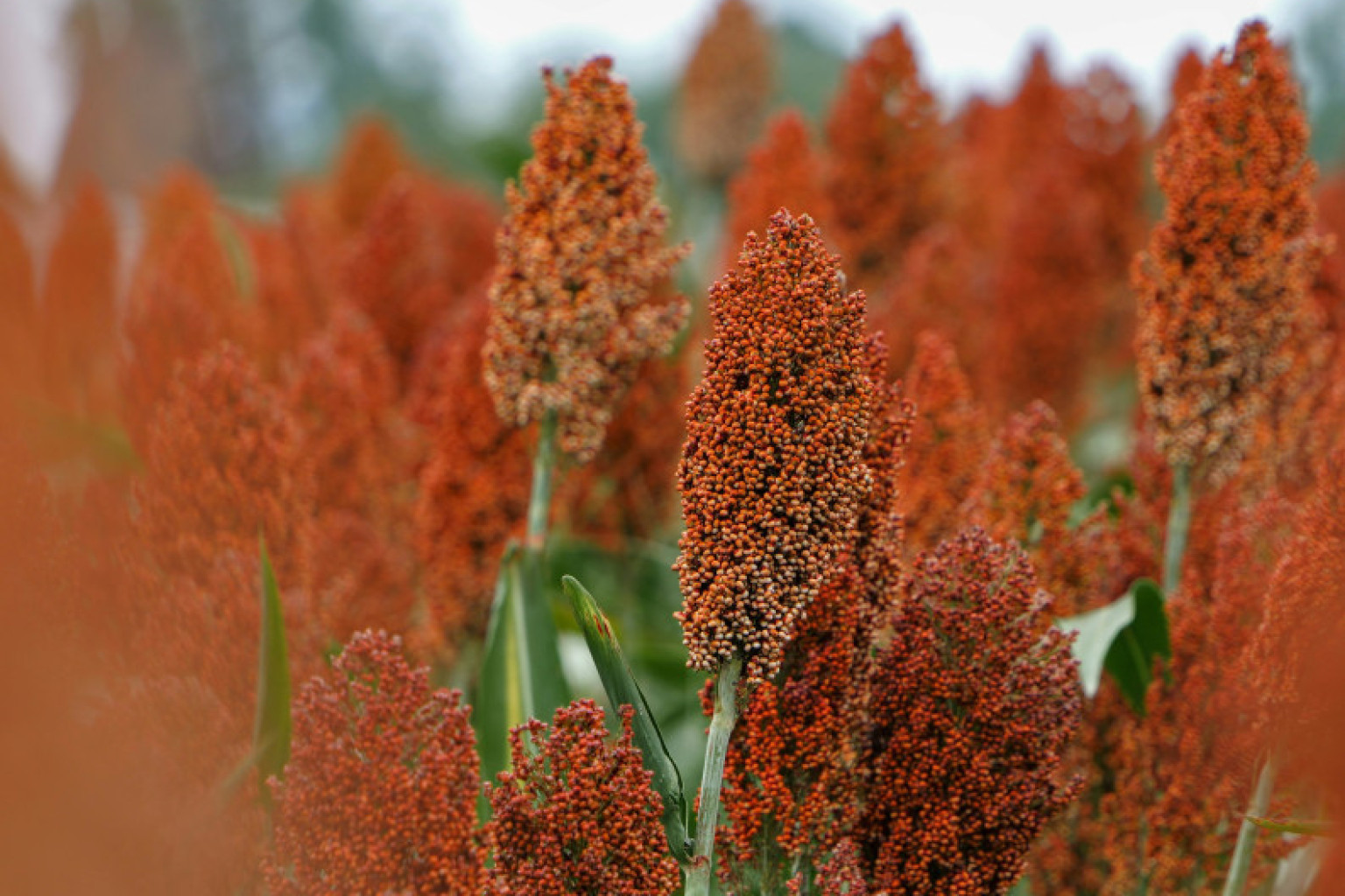 GROWING ENERGY CROPS