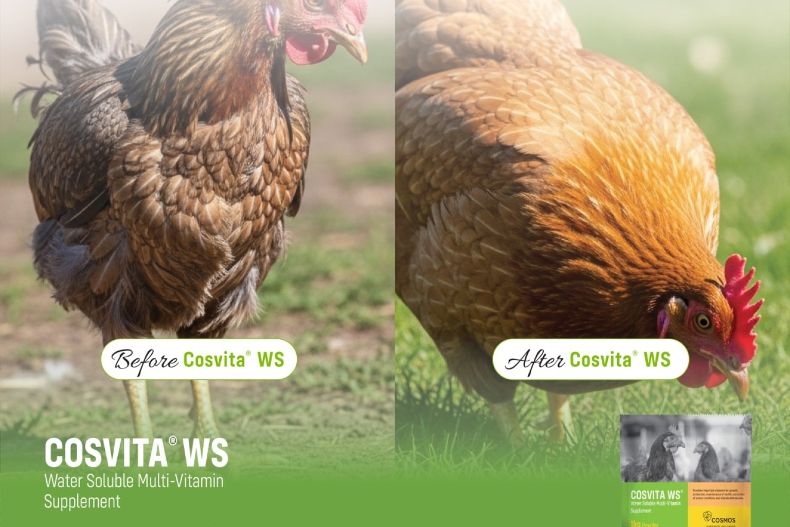 Learn more on the COSVITA Product for Poultry Farmers